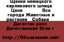 Щенки немецкого карликового шпица › Цена ­ 20 000 - Все города Животные и растения » Собаки   . Дагестан респ.,Дагестанские Огни г.